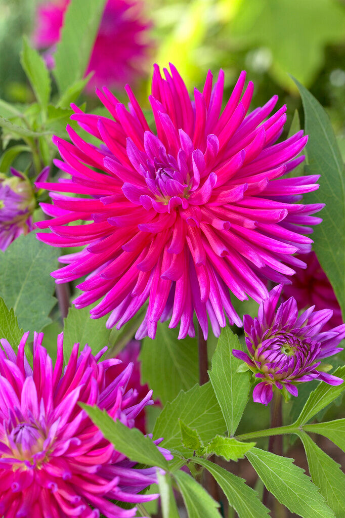 Dahlia Cactus Purple Gem